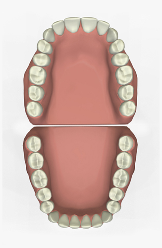Illustration of 32 Teeth