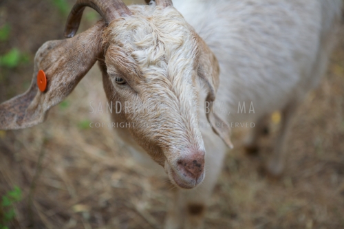 Goat at Chaffin Family Orchard